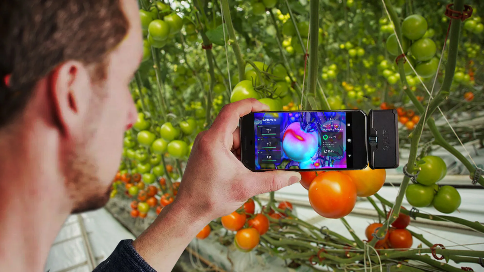 Plant Vision™ phone-based AR phenotyping in a tomato greenhouse